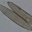 Exserohilum turcica Et28A (GCA_000359705)