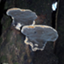 Phellinus noxius (GCA_002287475)